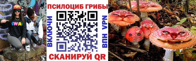 цена   Кукмор  Галлюциногенные грибы Psilocybe 